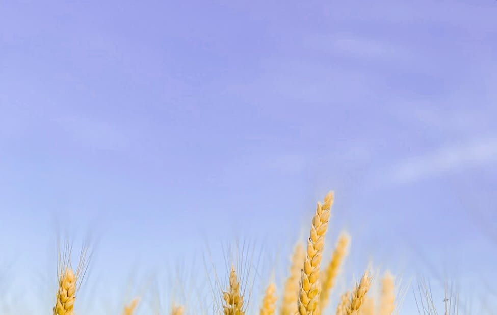 brown wheat field under blue sky