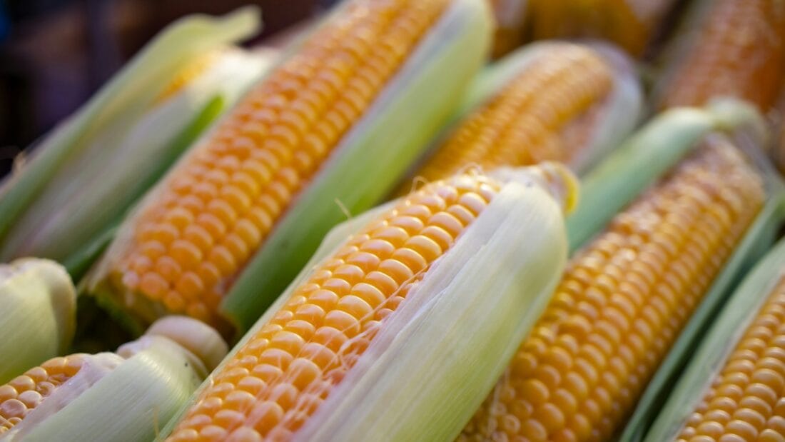 a close up of corn on the cob